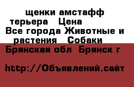 щенки амстафф терьера › Цена ­ 30 000 - Все города Животные и растения » Собаки   . Брянская обл.,Брянск г.